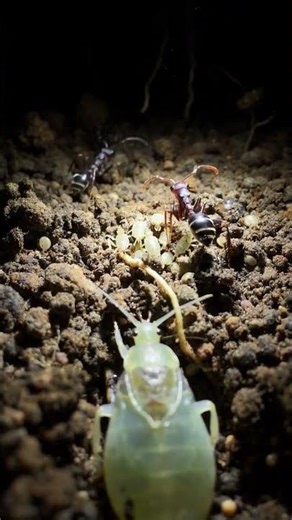 POV: Inside a Root Zone 🐜 | Subterranean Aphid Micro Camera View