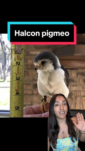 El halcon mas pequeño del mundo… un pigmeo africano #halcon #falco #birds #sabiasque #aves #curiosidades #animals #fyp #animales #cuteanimals