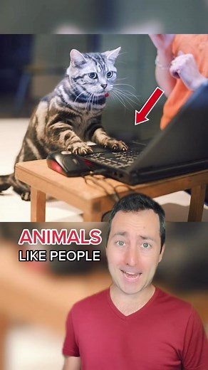 Animals acting like people… 😂 #funny #comedy #animals #animalsoftiktok