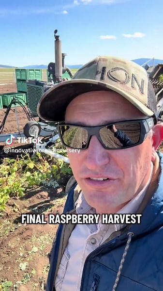 Final Raspberry Harvest for 2025: Organic Farming Tips