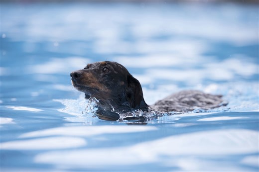 Owner’s swimming pool is all fun and games until dachshund goes in