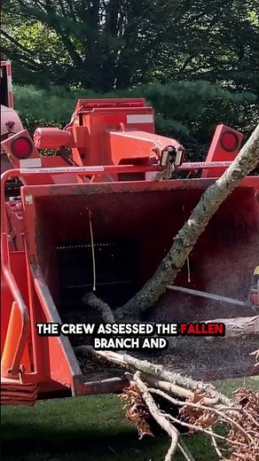 Top-Rated Tree Service in Pasadena, MD | Elmer’s Tree Service