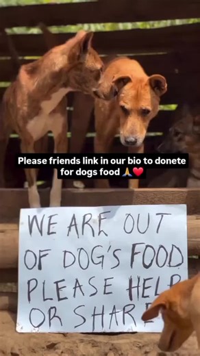 Andrew dog rescue center on TikTok