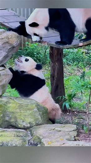 Mamá panda regaña a su hijo #animals #animales #panda #osopanda #pandas | Descubre el Mundo Animal