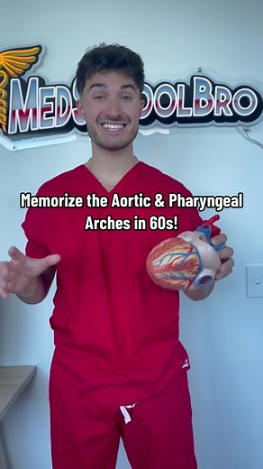 Memorize the Aortic & Pharyngeal Arches! See below for details 🫀#fyp #medstudent #medschool #anatomy #premed #anatomydrawing #medicalstudent #anat 🫀Aortic Arch Branches = ABC’S Ascending aorta Brachiocephalic Common carotid (L) - biFOURcates at C4 Subclavian (L) 🫀Pharyngeal Arches 1st = Maxillary Art (maximum) 2nd = Stapedial Art (Second) 3rd = Common Carotid (C = 3rd letter) 4th = aortic arch & right subclavian (think supplying 4 limbs) 6th = pulmonary arteries & ductus arteriosus