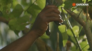 Monday gardening tips with GARDENA ! It is time to cut back your trees, shrubs and bushes . The GARDENA Garden Secateurs B/S-XL offer a bottom blade made of stainless steel, variable size handle opening and an integrated spring . #PassionEverySeason Learn More Here! - https://www.gardena.com/ca-en/ | GARDENA | Facebook