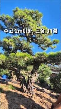 [1. Twin-Trunk Rock Pine] A Pine Masterpiece of a Completed Twin-Trunk Tree #Lumberjack #Specialt...