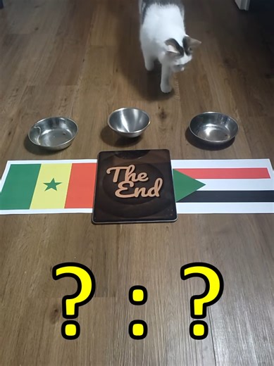 Oracle Cat Predicts Senegal vs. Sudan Match Score