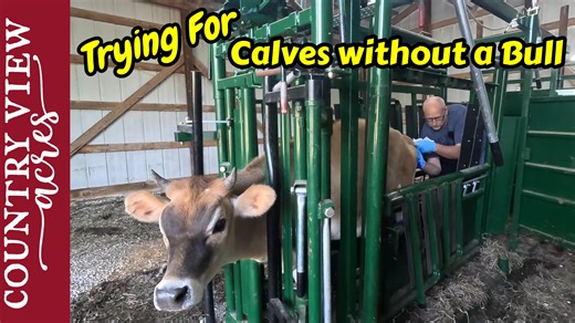 Starting Artificial Insemination on the Heifers. Modifying the barn for Easier Cattle Handling. For Cattle AI near Vandalia / Greenville Illinois area, contact PJ. PJ's Email: pjsprimecutcattle@gmail.com Buy T-Shirts and Hoodies on Our Website: https://www.countryviewacreshomestead.com Our Amazon Shop full of great Homesteading items: https://www.amazon.com/shop/countryviewacres TYM Tractors: https://tym.world/en-us/ The Tractors we use are the TYM 2515 - 24 Horsepower compact tractor TYM T654 -
