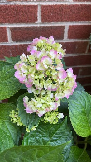 2K views · 27 reactions | Beautiful Big Leaf Hydrangeas are easy to prune but the timing is what’s important. | Virginia Home Grown | Facebook