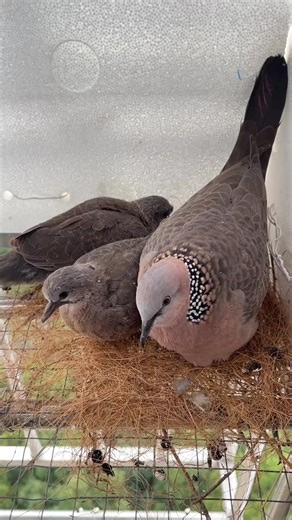 Exploring the Spotted Dove and Its Family