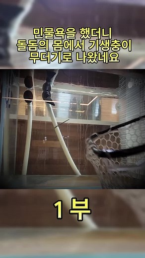 다이빙 경험에 대한 놀라운 이야기: 돌돔 몸에서 무더기 기생충 발견!