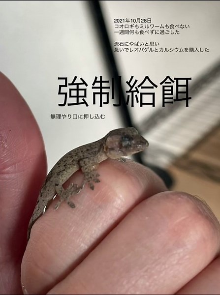 赤ちゃんヤモリの魅力と飼い方