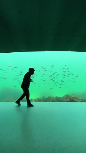 Captivating School of Fish in Green Aquarium