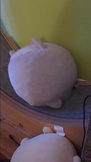 How to use a Cat Exercise Wheel.