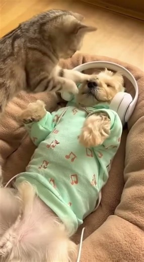 Cat Gently Licks Dog’s Face — Pure Friendship Moment ❤️ #CatAndDog #CuteAnimals