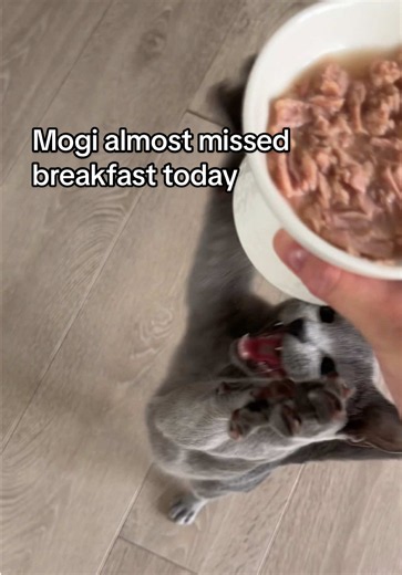 Russian Blue kitten brunch: Mogi almost missed breakfast