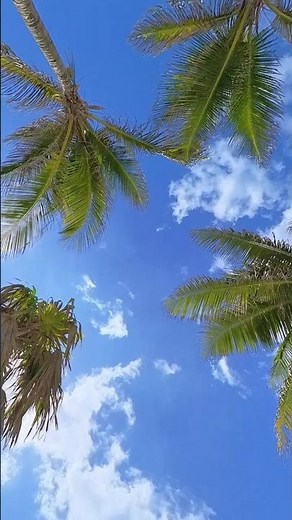 A Moment in Paradise | 360° Tulum Beach | #fallintoshorts