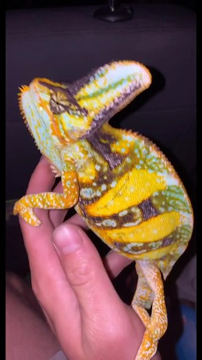 Catching Chameleons in South Florida