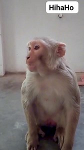 funny monkey makes laugh HihaHo | David Netto