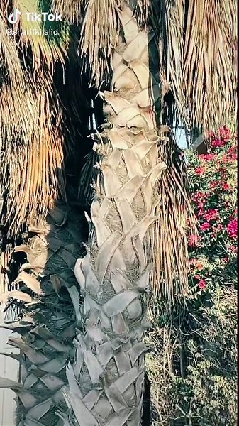 Exploring Unique Characteristics of Palm Trees