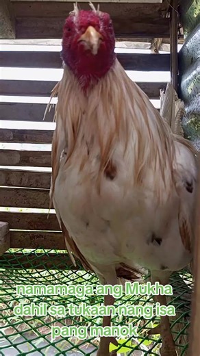 Backyard Chicken Farming Techniques and Tips
