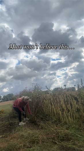 It’s one of my favorite times of the year.🫣 People ask me all the time if I’m sad when the season comes to an end, while I am sad to not have my own flowers growing, a part of me is really excited to start over. Fix the mistakes that happened and come back better than ever the next season . It’s almost refreshing! This was a HUGE learning year. There were a lot of factors that made this a hard growing year and it was not my best growing year. So I’m ready for a clean slate and for the next seas