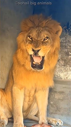 When an Angry Lion 🦁 Met Two Tiny Chickens 🍗? 😳🔥