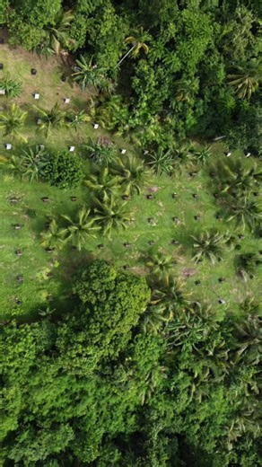 Appreciating Well-Raised Gamefowl at KCFARM