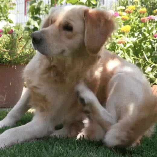 🐾 Most pet parents only realize their dog has fleas after it’s too late. Here are 5 early signs most people miss 👇 1️⃣ Tiny black “pepper” specks near your dog’s tail or belly (that’s flea dirt). 2️⃣ Nighttime scratching or twitching — even when they seem asleep. 3️⃣ Red patches or thinning hair around the hind legs. 4️⃣ Your dog suddenly refusing belly rubs (because it itches). 5️⃣ “Zoomies” after lying down — that restless, irritated energy. The scary part? One flea can lay up to 50 eggs a d