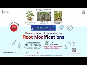 Demonstration of Simulation on Root Modifications