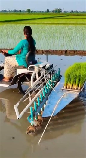 #Modern Rice Planting Machine | Indian Woman Harvests Faster #RiceFarming #Agriculture #FarmLife