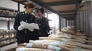 China jails ivory smuggling ringleaders for life in landmark case