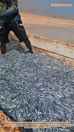 Logistique maritime : chargement de petits poissons du filet au camion sur le rivage