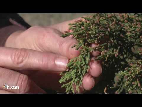 Cedar vs. Juniper: Why we call it ‘cedar fever’ when cedar isn’t to blame