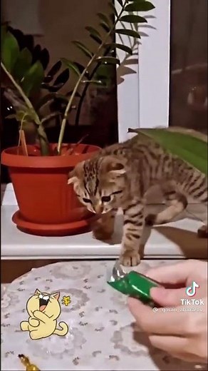 chat trop marrant 😁🤣🤣😭 écœuré 🤮