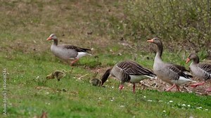 Protecting the kids, goose parent chasing away geese from another family. Greylag goose (Anser anser) parents and cute fluffy little chicks walking on the green meadow among many white wildflowers.