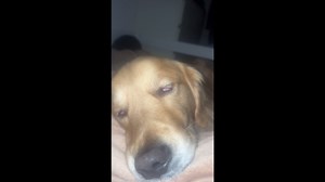 Amusing moment pet dog twitches while sleeping on bed with owner