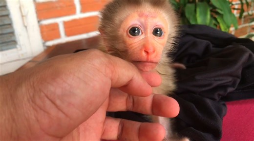 37K views · 1K reactions | Newborn Baby Monkey and Pet Cat Become BEST FRIENDS 殺 | Baby Monkey Life | Facebook