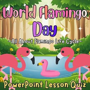 World Flamingo Day,All about Flamingo Life Cycle PowerPoint Lesson for 1st2nd3rd