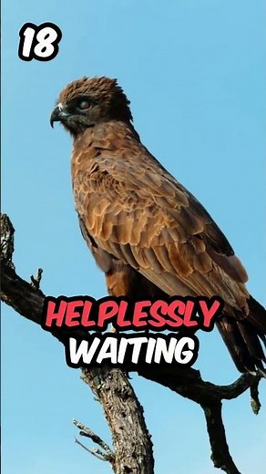 Incredible Rebirth of the Eagle