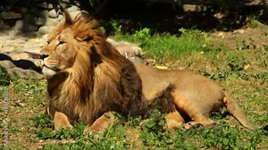 A sunlit Asian lion, lying on the ground and looking back. The King of beasts, most dangerous and mighty predator of the world. Excellent animal in the amazing HD footage.