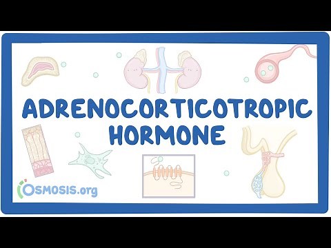 Adrenocorticotropic hormone