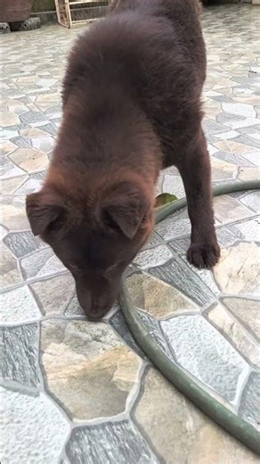 How old are the Chinese Pastoral Dogpuppies that still drink milk?