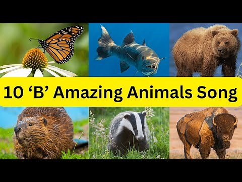 Bouncing B Buddies: 10 Animals Starting with 'B' Song for Kids