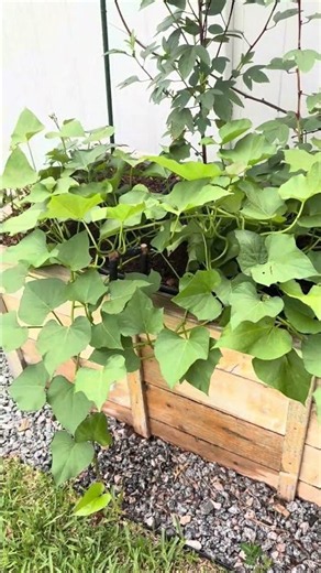 The Easiest Crop to Grow in a North Florida Summer (Most Gardeners Overlook It)