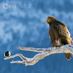 797K views · 25K reactions | Golden eagles are among the largest birds in North America. Their wingspan measures 72 to 86 inches. [VID: Compilation footage of golden eagle flying] | Nature | PBS | Facebook