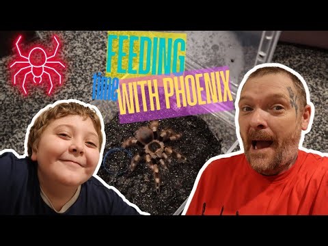Feeding Tarantulas With My 8-Year-Old Son 🕷️ | Kids Learning About Tarantulas
