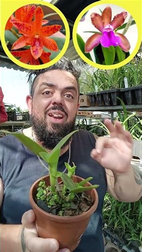 Dupla de Personalidade! 🎭🐆 Kit Cattleya Bicolor + Aurantiaca (Mishima Spots)