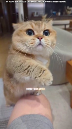161K views · 21K reactions | Only Cat Lovers can Understand  #risetogreatness317 #cat #honeybeesting #pets #facts #sadcat | Grow-with-Cats | Facebook
